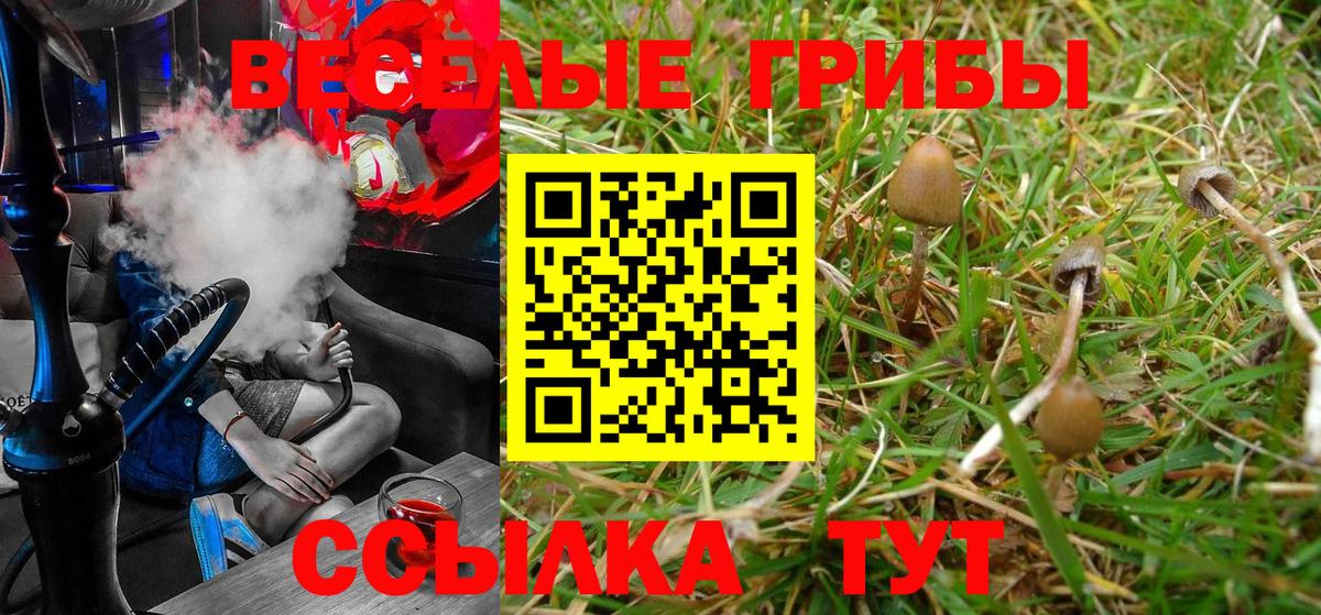 Псилоцибиновые грибы Psilocybine cubensis Грязи